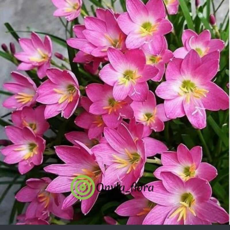 Detail Foto Bunga Lily Pink Nomer 34