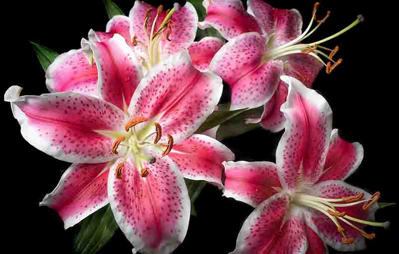 Detail Foto Bunga Lily Pink Nomer 5