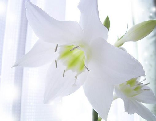 Detail Foto Bunga Lily Putih Nomer 2