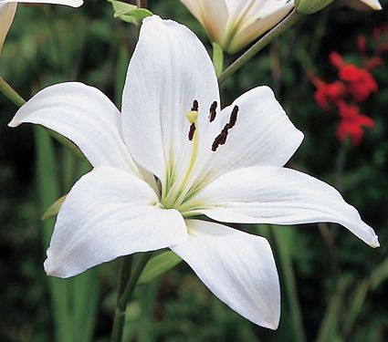 Detail Foto Bunga Lily Putih Nomer 13