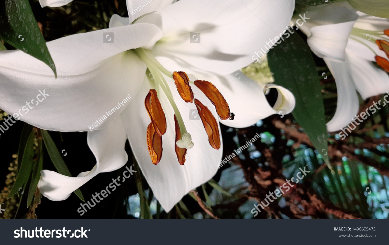 Detail Foto Bunga Lily Putih Nomer 30