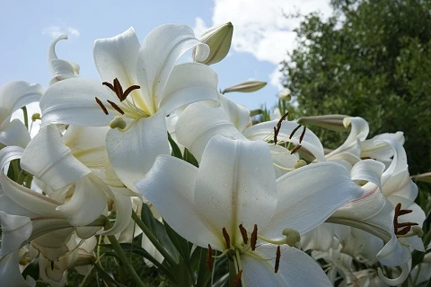 Detail Foto Bunga Lily Putih Nomer 34