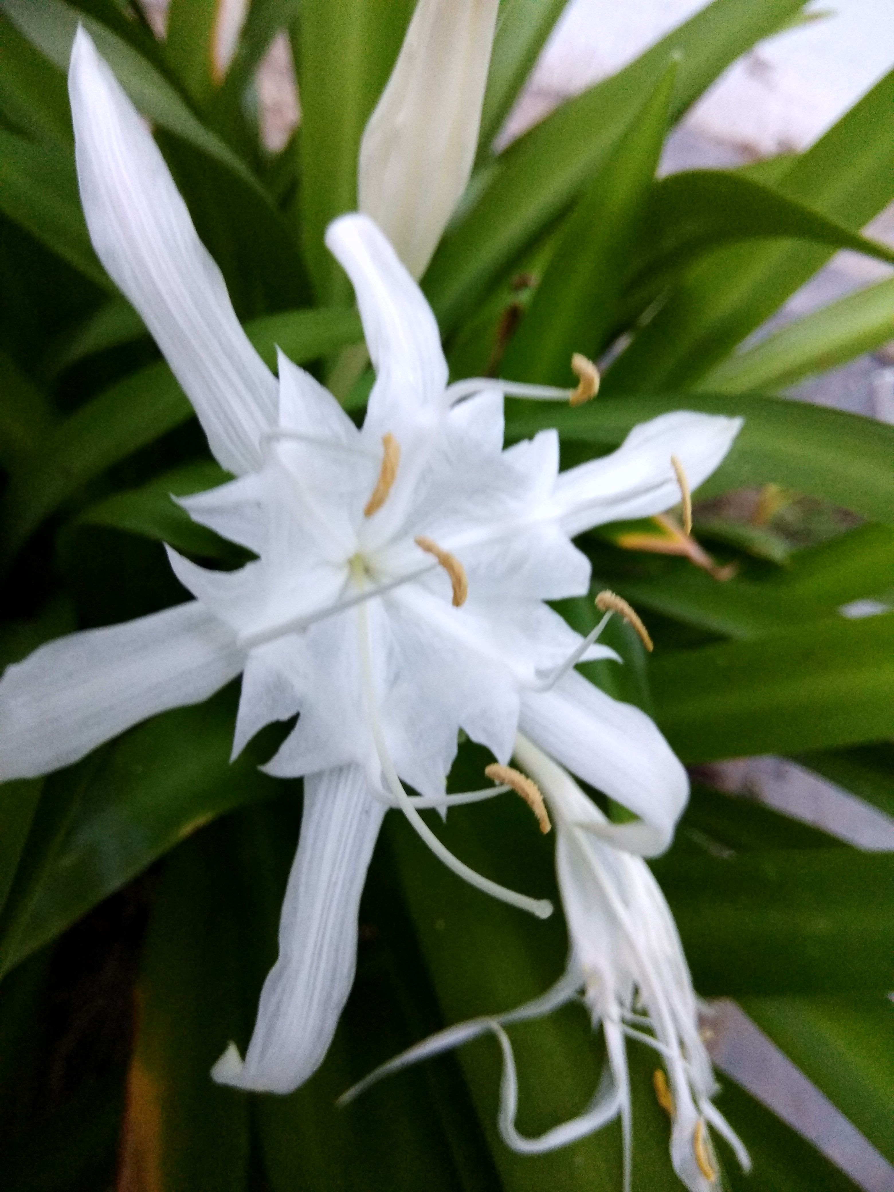 Detail Foto Bunga Lily Putih Nomer 6