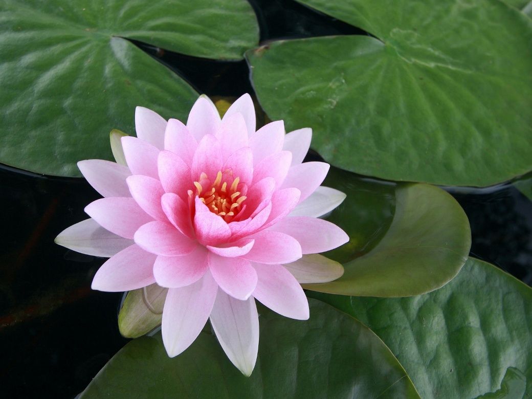 Foto Bunga Lotus - KibrisPDR