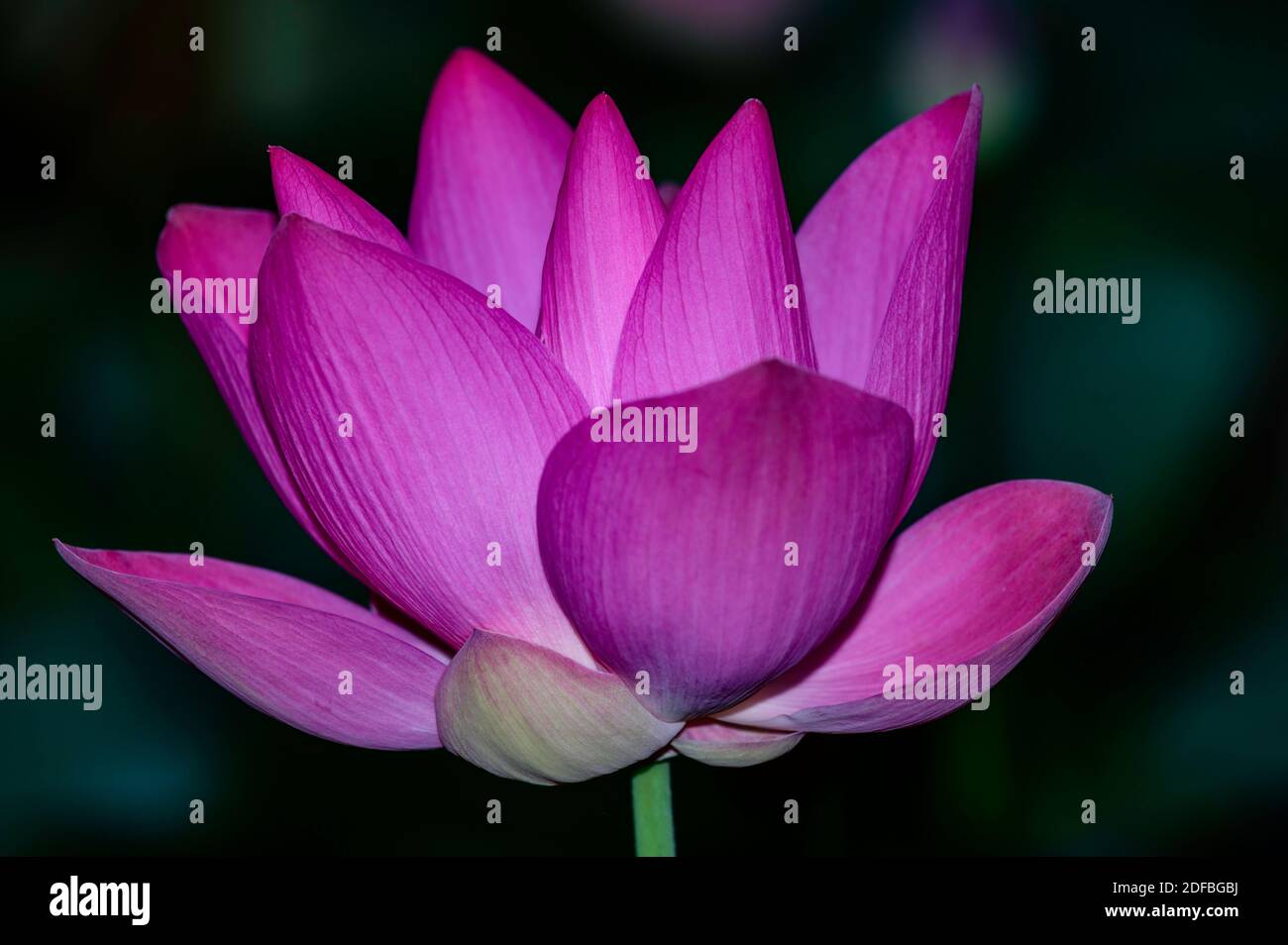 Detail Foto Bunga Lotus Nomer 15