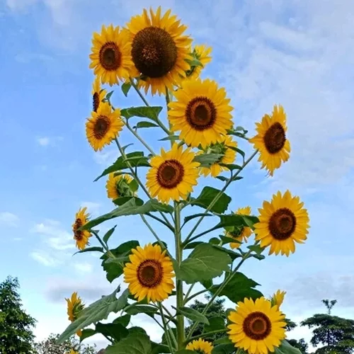 Detail Foto Bunga Matahari Nomer 41