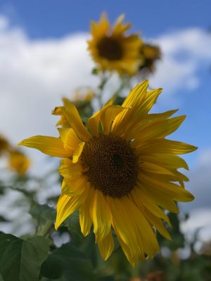Detail Foto Bunga Matahari Terindah Nomer 33
