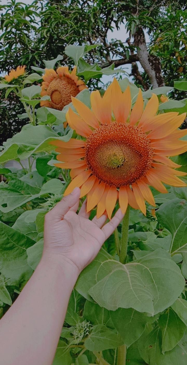Detail Foto Bunga Matahari Terindah Nomer 39