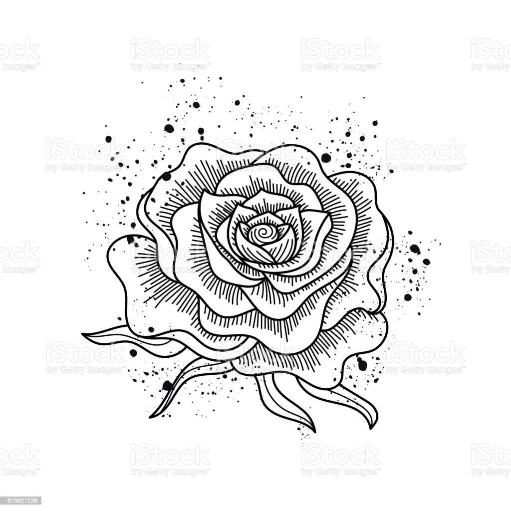 Detail Foto Bunga Mawar Hitam Putih Nomer 34