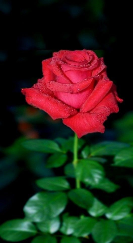 Foto Bunga Mawar Merah - KibrisPDR