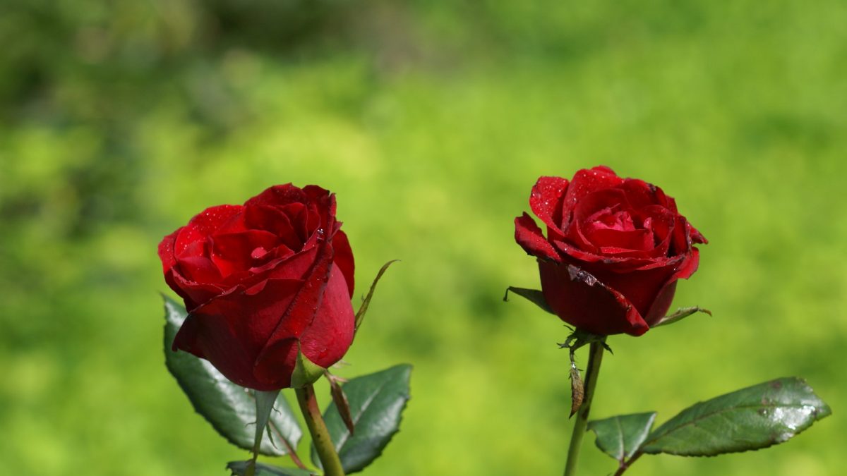 Detail Foto Bunga Mawar Merah Nomer 8