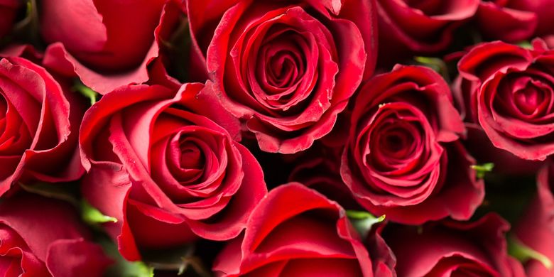 Detail Foto Bunga Mawar Merah Nomer 11