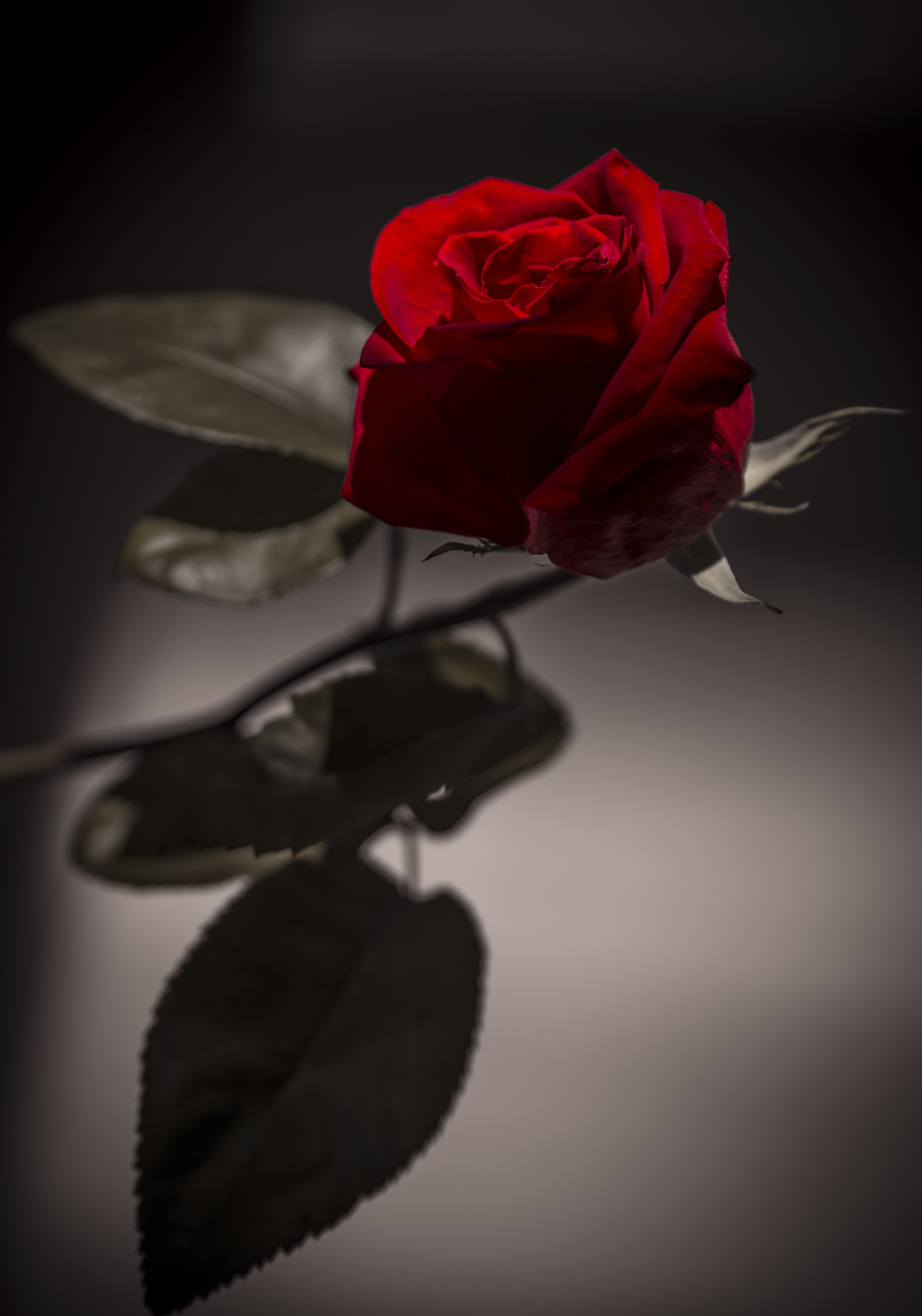 Detail Foto Bunga Mawar Merah Nomer 13