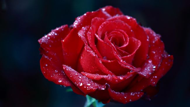 Detail Foto Bunga Mawar Merah Nomer 14