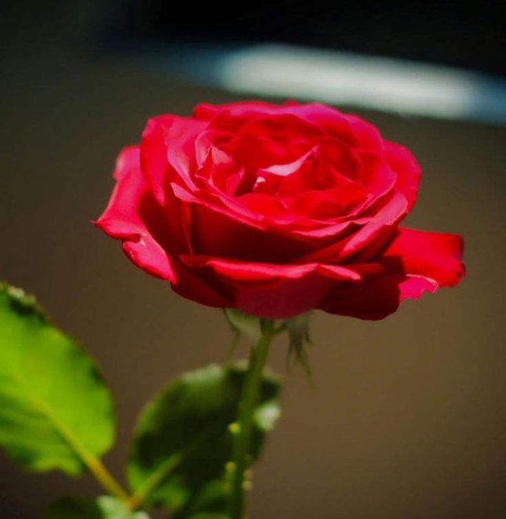 Detail Foto Bunga Mawar Merah Nomer 16