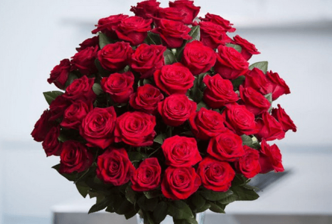 Detail Foto Bunga Mawar Merah Nomer 18