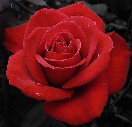 Detail Foto Bunga Mawar Merah Nomer 19