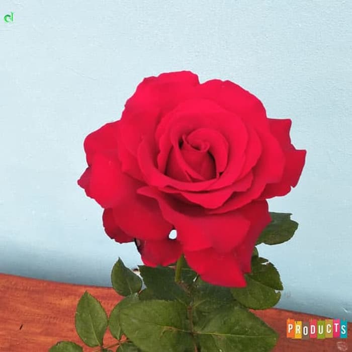 Detail Foto Bunga Mawar Merah Nomer 20