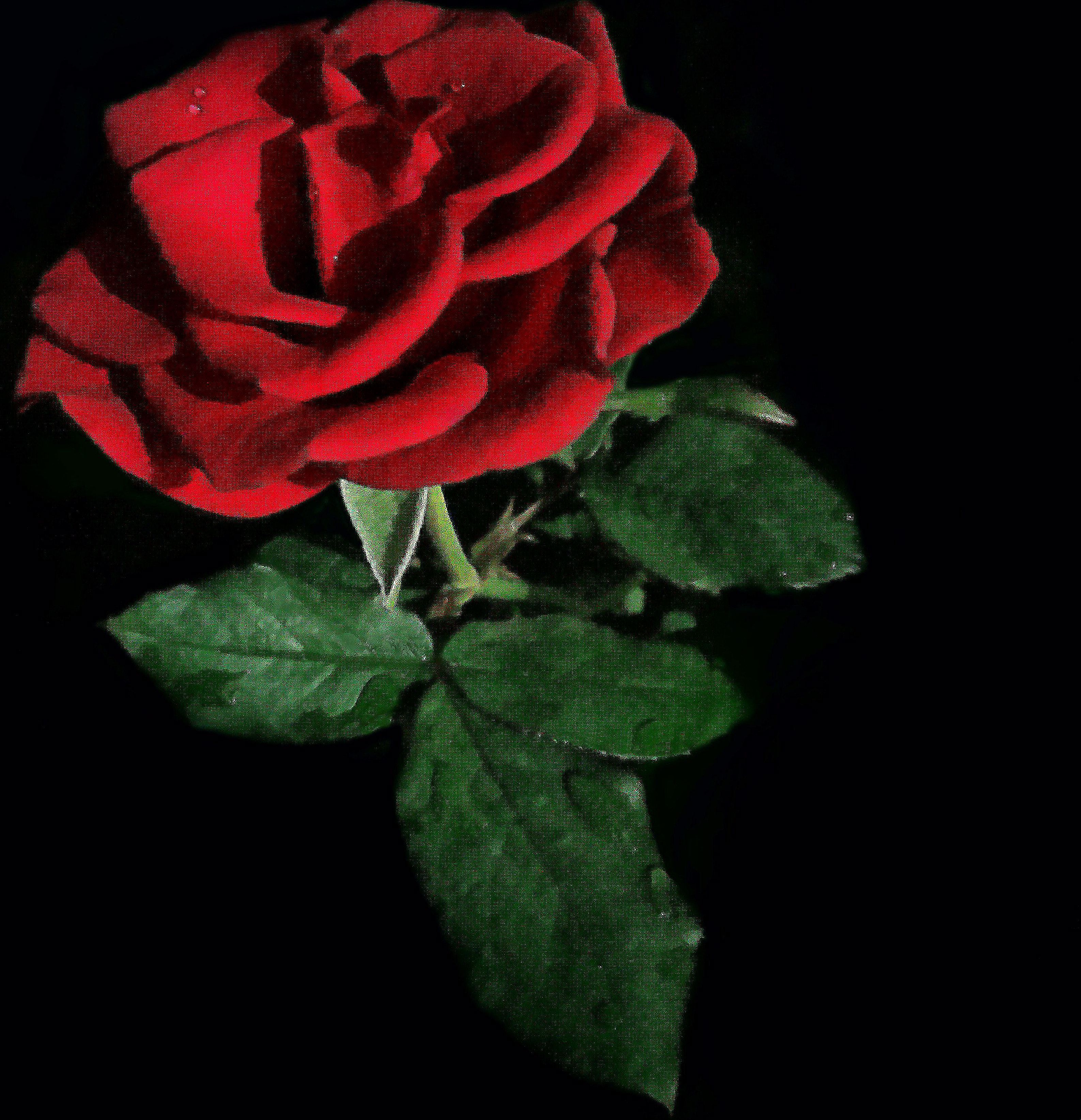Detail Foto Bunga Mawar Merah Nomer 23