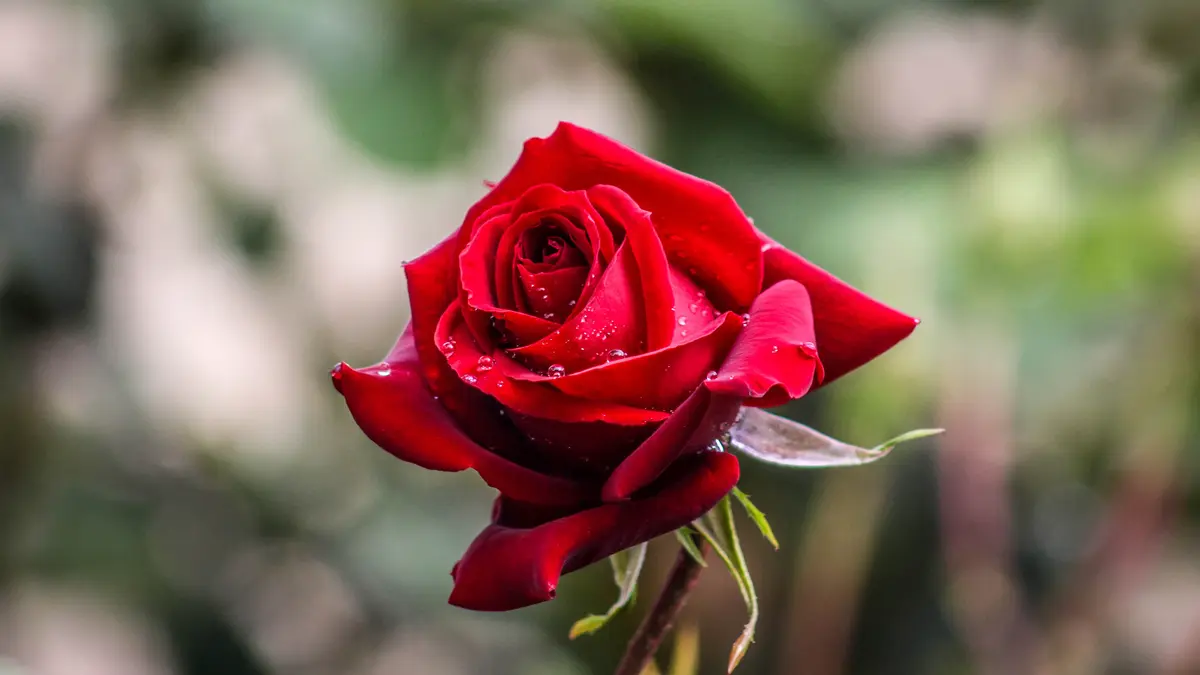 Detail Foto Bunga Mawar Merah Nomer 27