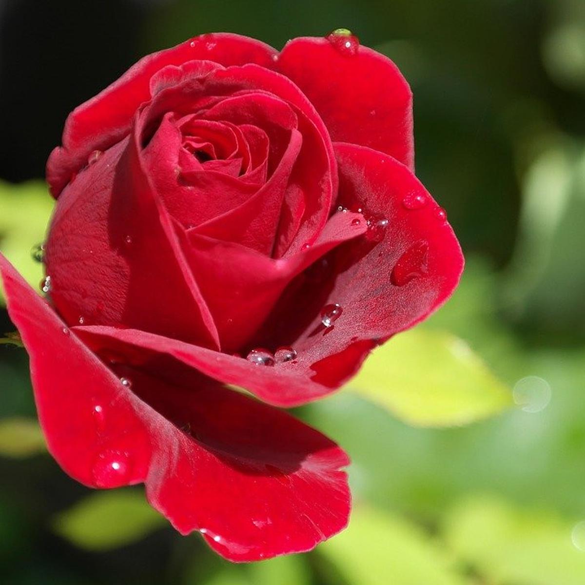 Detail Foto Bunga Mawar Merah Nomer 28