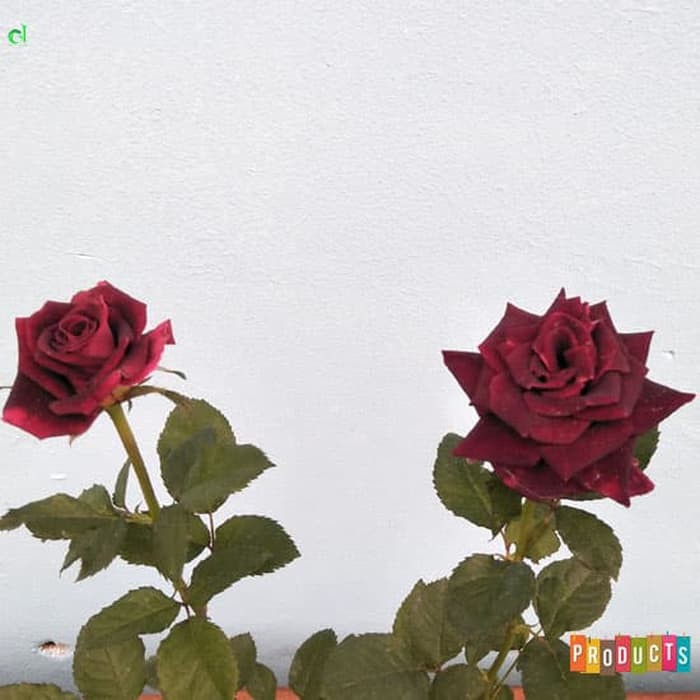 Detail Foto Bunga Mawar Merah Nomer 29