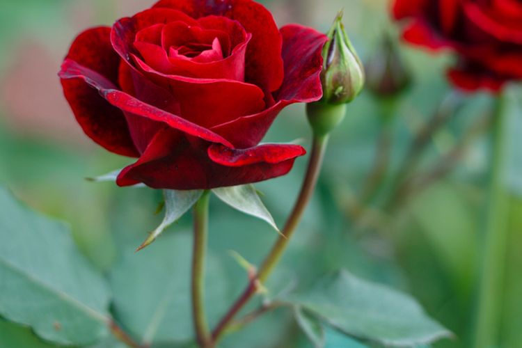 Detail Foto Bunga Mawar Merah Nomer 3