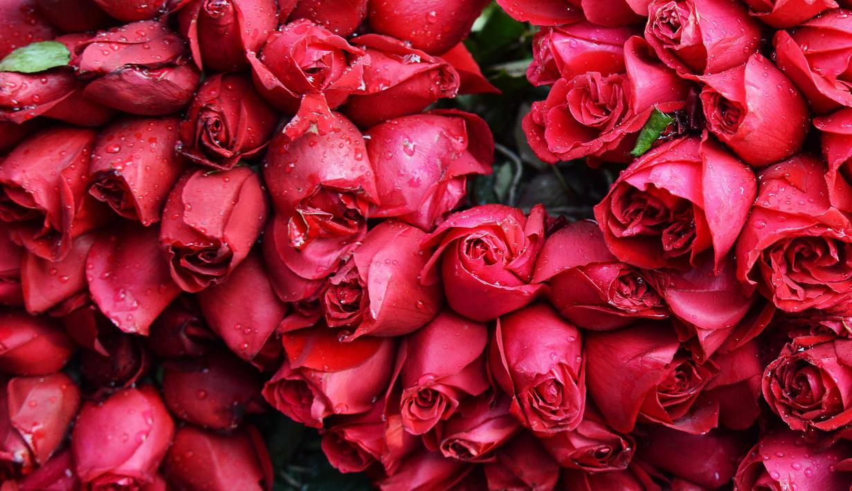 Detail Foto Bunga Mawar Merah Nomer 34