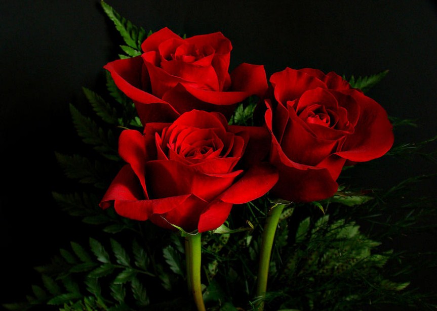Detail Foto Bunga Mawar Merah Nomer 37