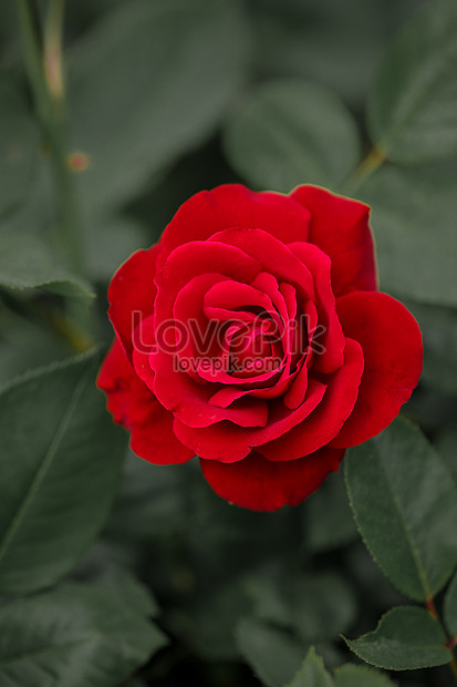 Detail Foto Bunga Mawar Merah Nomer 38