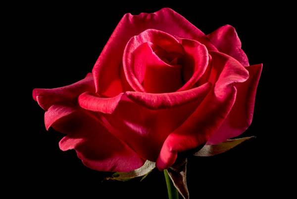 Detail Foto Bunga Mawar Merah Nomer 40