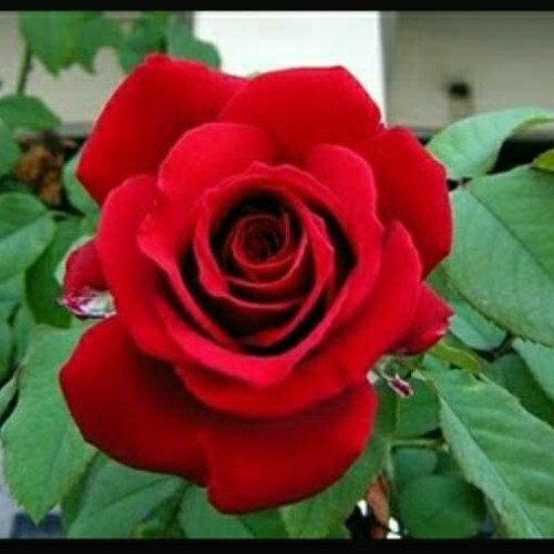 Detail Foto Bunga Mawar Merah Nomer 45