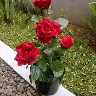 Detail Foto Bunga Mawar Merah Nomer 46
