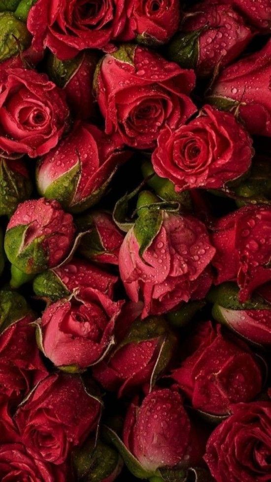 Detail Foto Bunga Mawar Merah Nomer 6