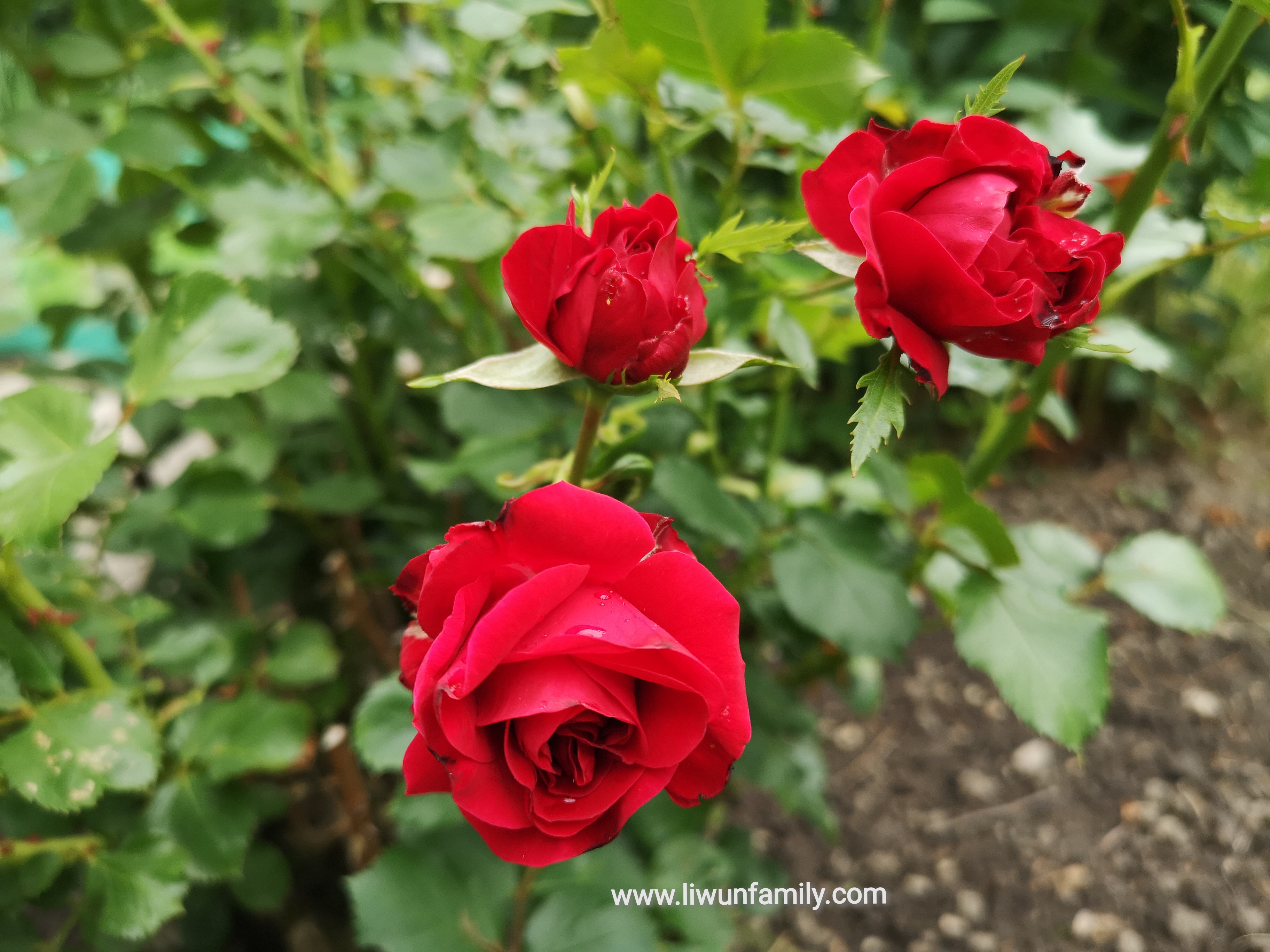 Detail Foto Bunga Mawar Merah Nomer 7