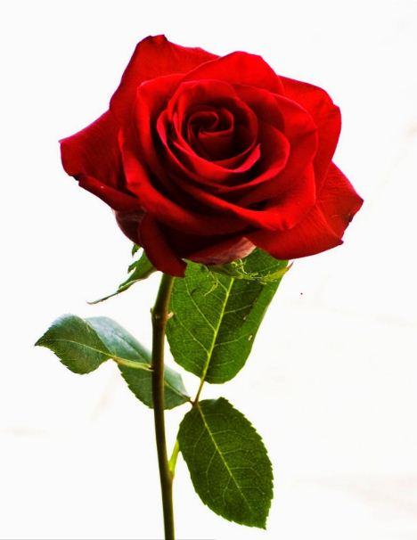 Foto Bunga Mawar Merah Merekah - KibrisPDR