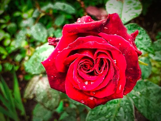 Detail Foto Bunga Mawar Merah Merekah Nomer 20