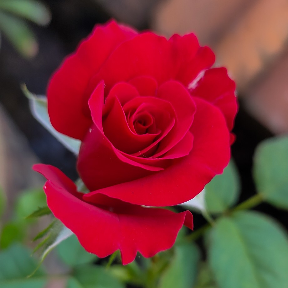 Detail Foto Bunga Mawar Merah Merekah Nomer 23