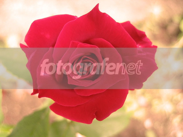 Detail Foto Bunga Mawar Merah Merekah Nomer 41
