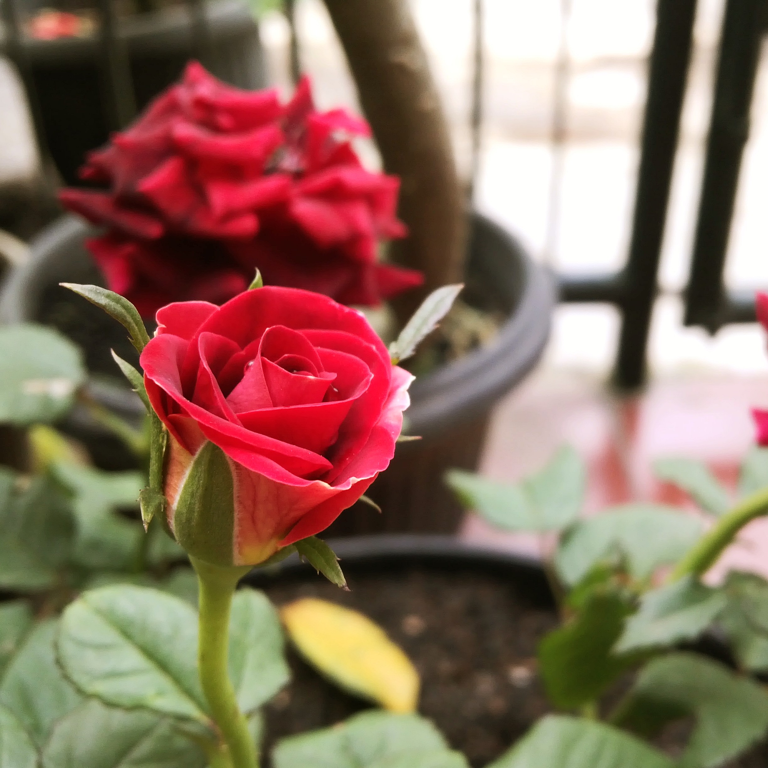 Detail Foto Bunga Mawar Merah Merekah Nomer 5