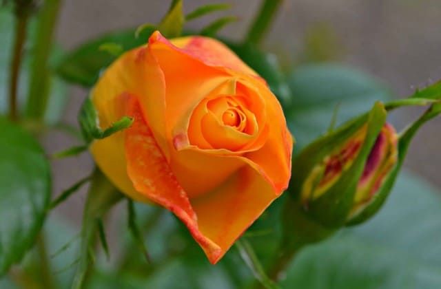 Foto Bunga Mawar Orange - KibrisPDR
