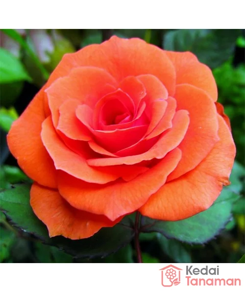 Detail Foto Bunga Mawar Orange Nomer 2