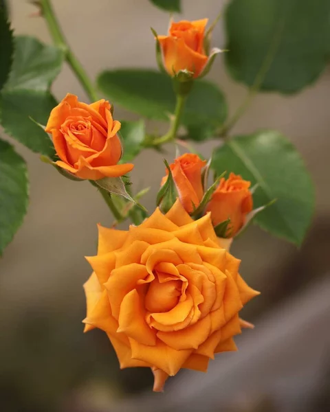 Detail Foto Bunga Mawar Orange Nomer 12