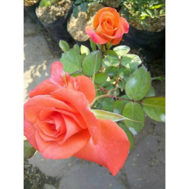 Download Foto Bunga Mawar Orange Nomer 17