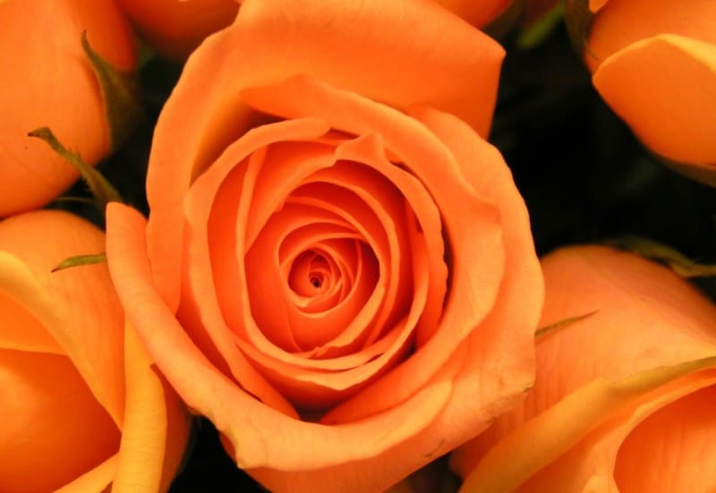 Detail Foto Bunga Mawar Orange Nomer 23