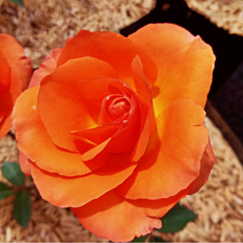Detail Foto Bunga Mawar Orange Nomer 29