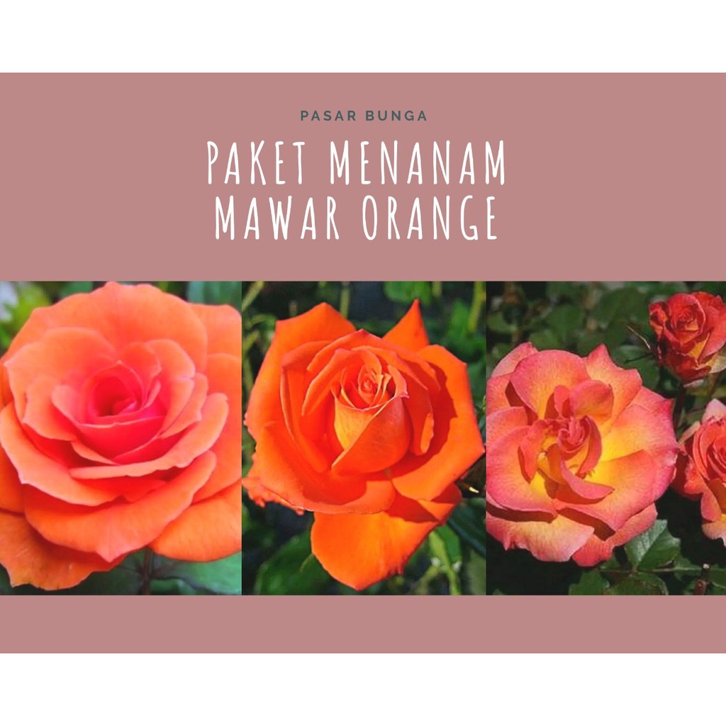 Detail Foto Bunga Mawar Orange Nomer 31