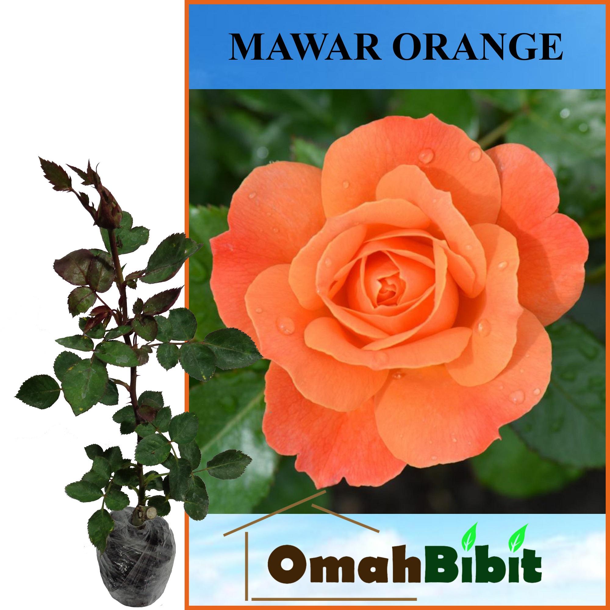 Detail Foto Bunga Mawar Orange Nomer 34