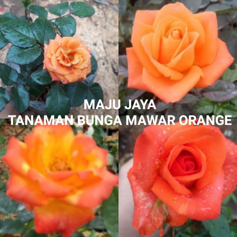 Detail Foto Bunga Mawar Orange Nomer 36