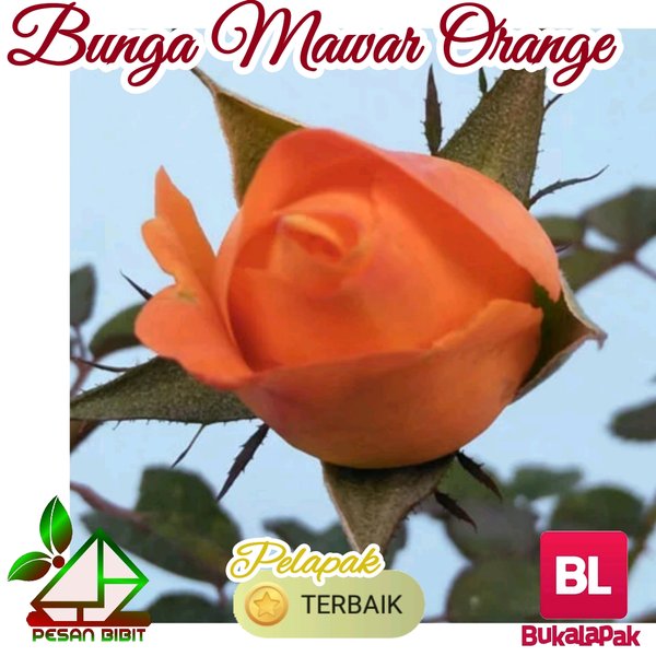 Detail Foto Bunga Mawar Orange Nomer 49